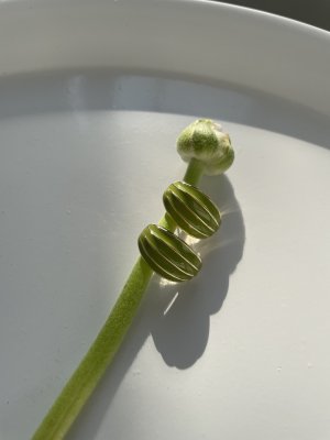 картинка Серьги "Green beetle"